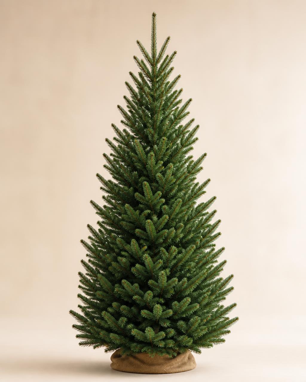Fresh real Fraser Fir Christmas tree available for delivery