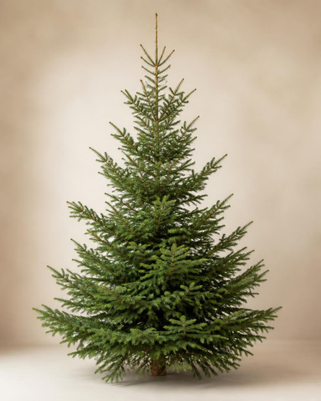 Fresh real Norway Spruce Christmas tree available for delivery
